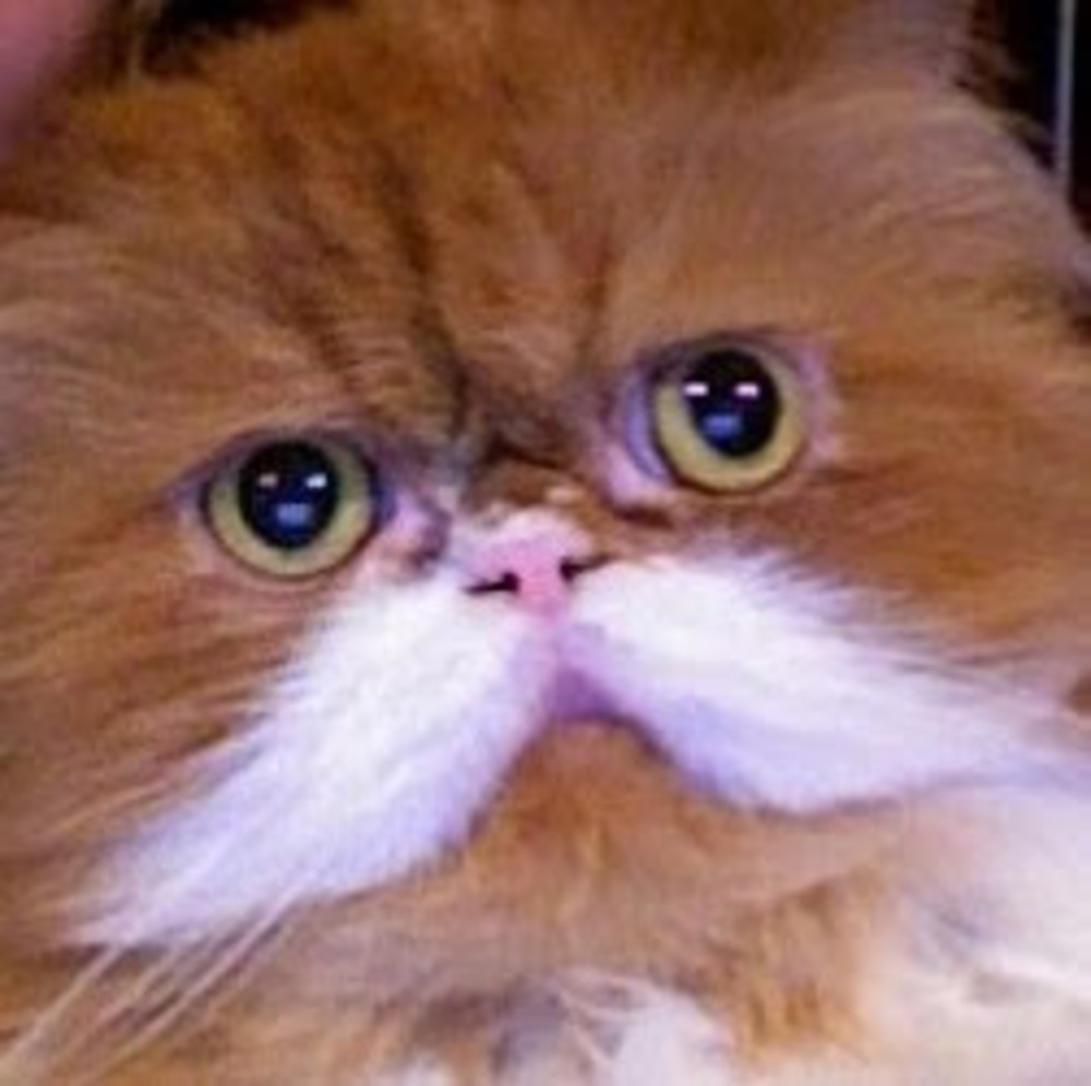 Meet your Posher, Terry